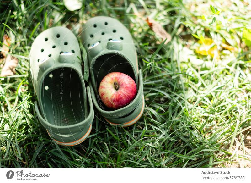 Apple inside a clog on a grassy field apple footwear garden shoe fruit green rubber outdoor nature lawn casual daylight sunny rest ground soil leaf healthy