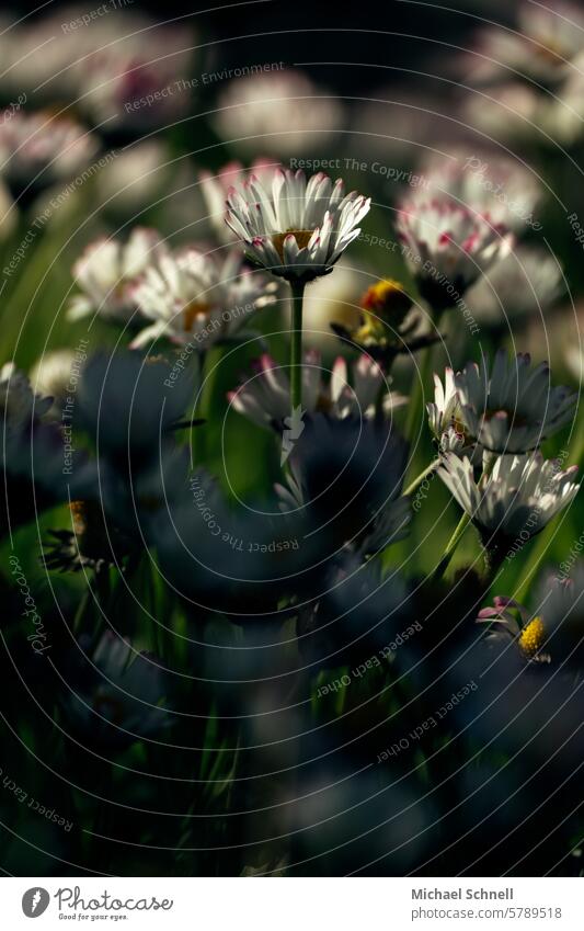 Daisies in the evening sun Blossom Plant Grass Summer Nature Spring Thousand Beautiful Daisy Flower Meadow Worm's-eye view Shallow depth of field