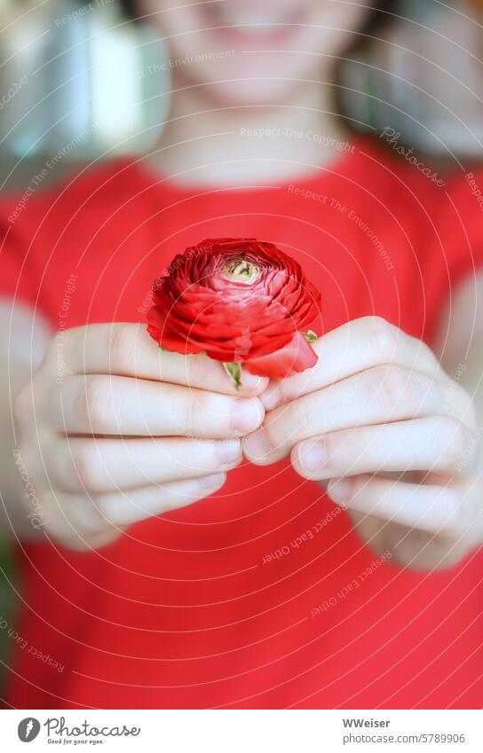 The girl in the red shirt holds out a red flower and laughs Flower hands Smiling Girl Child Young woman blurriness Fingers Gift Joy Donate gesture