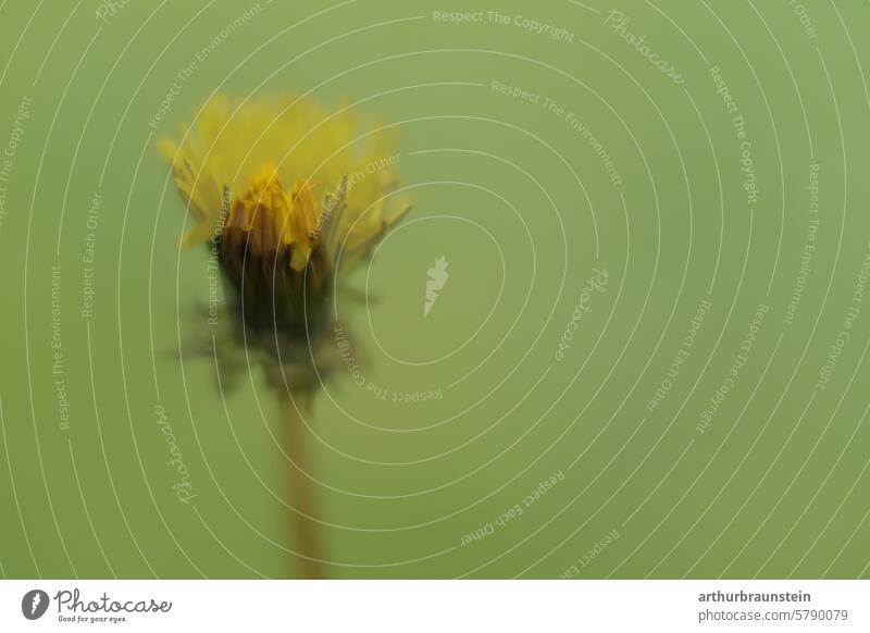 Dandelion double exposure in front of a green background Nature Flower Plant Spring Close-up Summer Green Colour photo Wild plant naturally dandelion Blossom