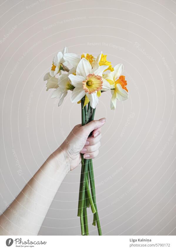 Holding spring flowers petals romantic blossom Romance daylight blurriness naturally Blossoming delicate blossoms Bouquet Narcissus