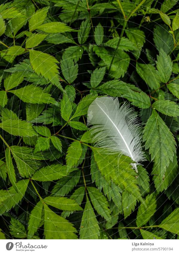 White feather on green grass Feather Bird Beautiful Wing Peacock feather Flying Downy feather Animal Beak background green natural background Environment