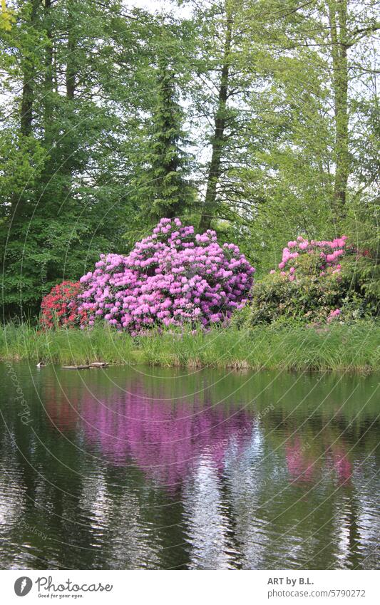 Itinerary Somewhere in Northern Germany Nature Water Lake reflection plants trees bank blossoms Rhododendrons Alp rose Flowering shrubs Bushes