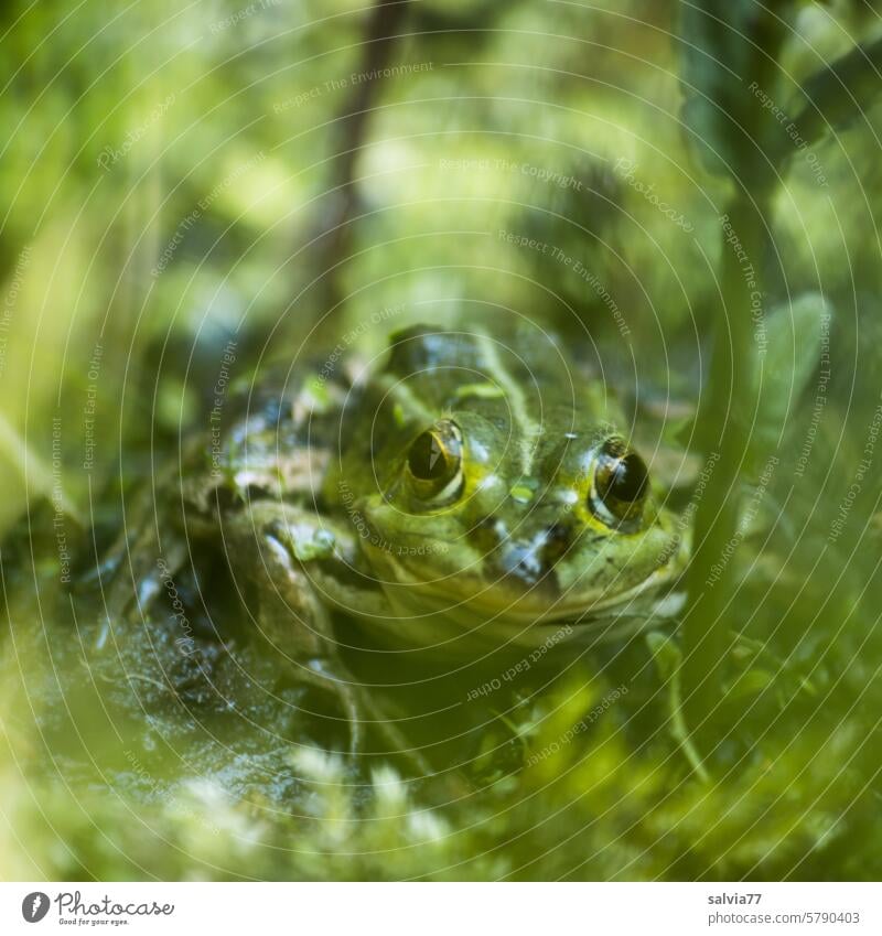 frog face pond frog Amphibian Frog Green Camouflage Animal 1 Nature Animal portrait Looking Deserted Worm's-eye view Close-up Shallow depth of field Observe