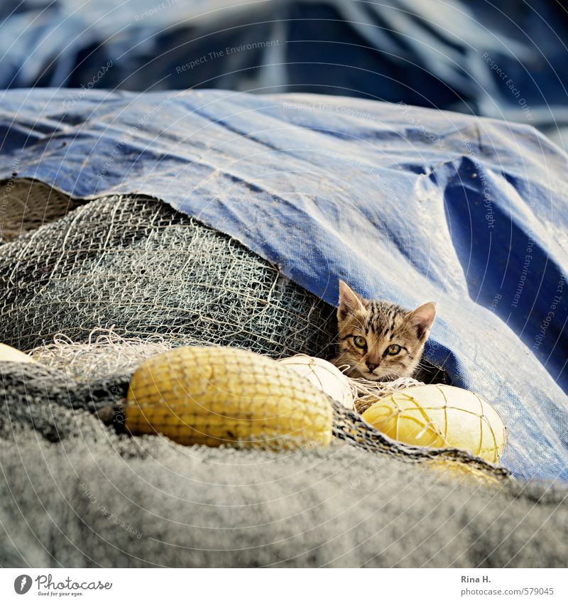 Fisherman's Friend III Cat 1 Animal Baby animal Observe Sit Cute Skeptical Buoy fishing nets Caution Square Hide Colour photo Exterior shot Deserted