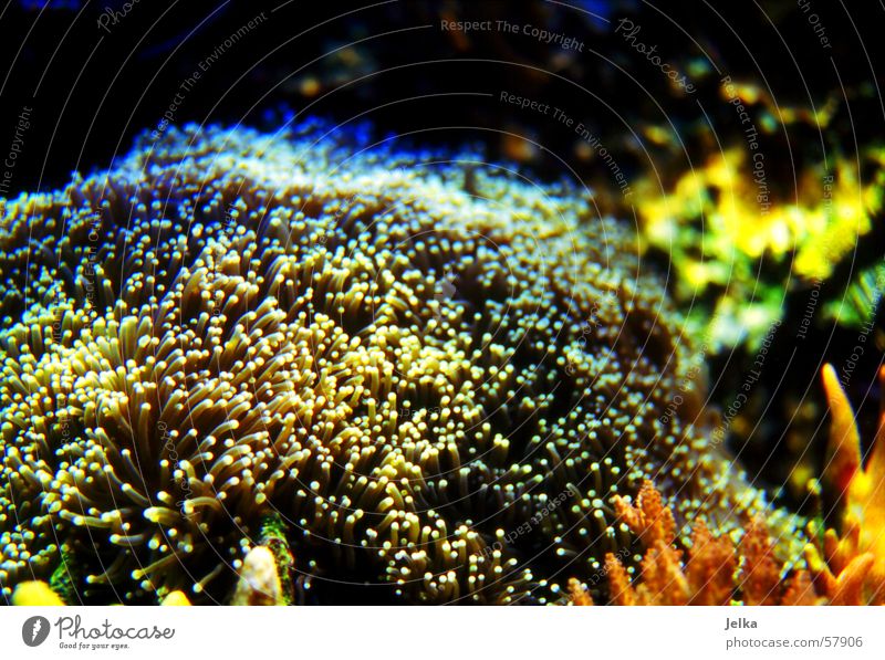 under-water-world Ocean Water Wet Coral Algae Marine research corals underwater colourful colorful Multicoloured Underwater photo