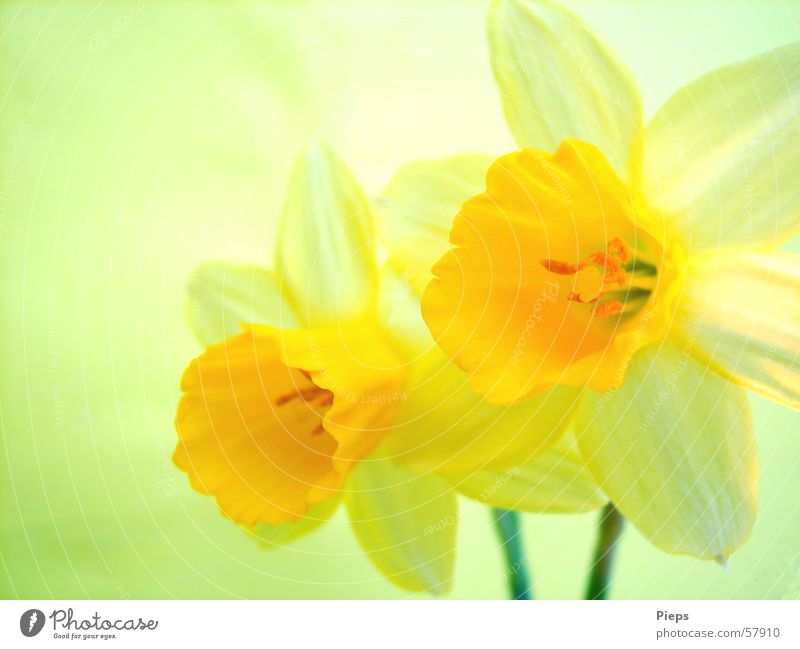 Daffodil flowers Colour photo Interior shot Macro (Extreme close-up) Decoration Nature Spring Flower Blossom Blossoming Yellow Spring fever Narcissus