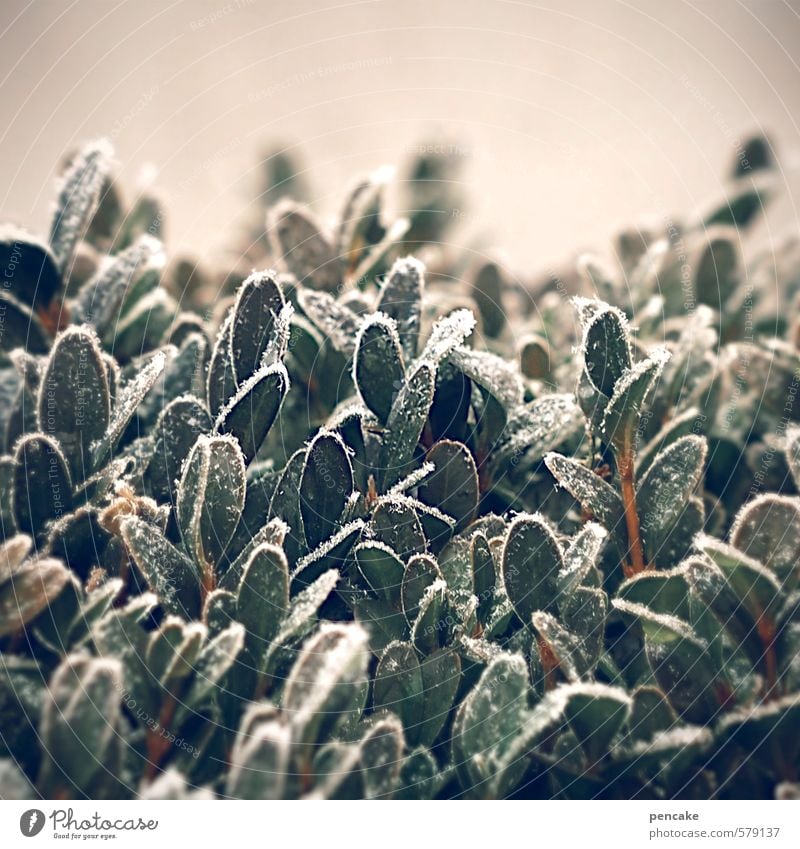 crispy Nature Plant Ice Frost Bushes Beech Authentic Cold Green Decoration Natural material Hoar frost Colour photo Exterior shot Close-up Detail Abstract
