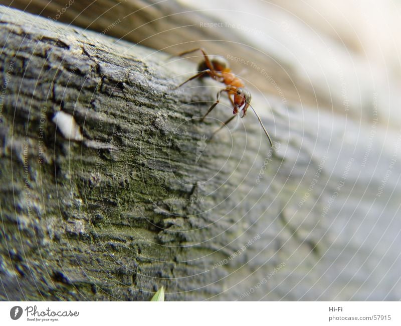 Ant at work Wood Tree trunk Waldameise Nature Close-up