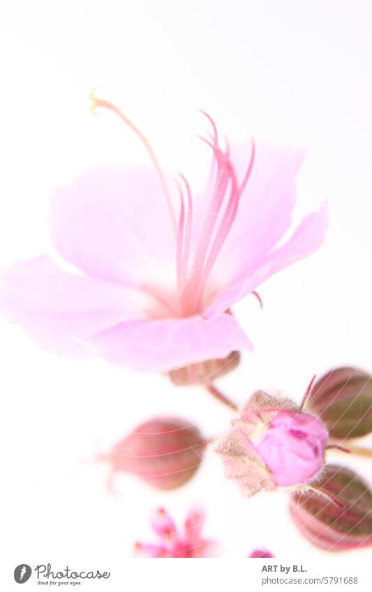 Delicate appearance in motion Flower Pink bud Garden pastel shades white background Poster