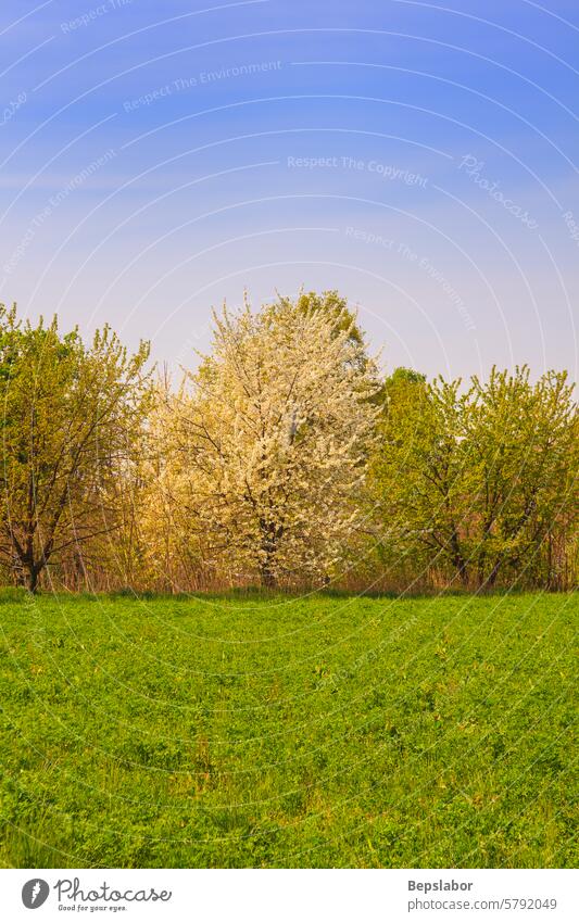 Trees trees cheer tree countryside ticino grass field rural scenic panorama vegetation landscape natural nature italy italian Parco del Ticino milan vertical