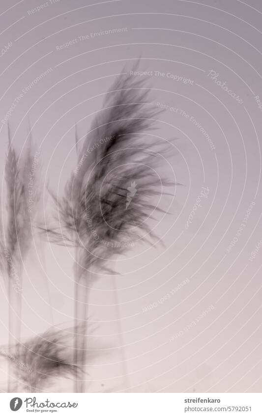 Delicate in the wind Grass Wind blurred Plant Nature Living thing blurriness Movement ICM ICM technology Subdued colour Tremble Ambiguous Unclear Mysterious
