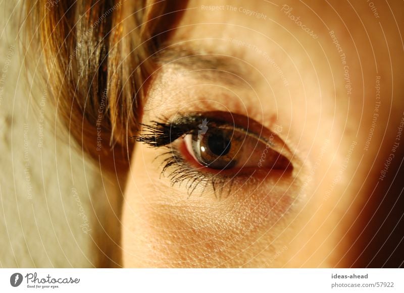 Eye-catcher° Woman Young woman Brown eyes Eyes Looking Face Clarity Detail steffi
