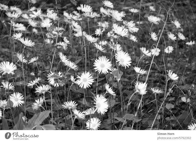 Flower meadow with bright blossoms in stark contrast to the background Wildflowers Contrast Black & white photo Black and white photography Meadow Nature