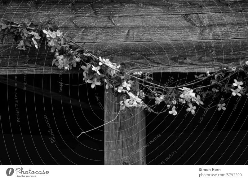 Flowering climbing plant grows along a wooden structure creeper Garden wooden beams ornamental blossom Blossom light-dark contrast Black & white photo