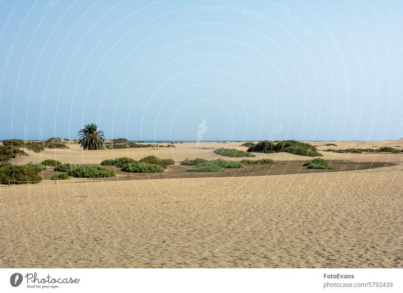 Sand dunes of Maspalomas with a view to the sea on Gran Canaria in Spain horizon dry sand endless nature background morning beach vacation spot morning light