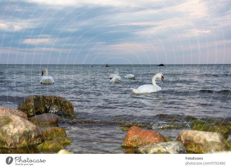Swans swim in the sea Cygnus duck white rest lake peaceful geese water birds idyll body of water silence background swans idyllic Anatidae seagulls swims nature