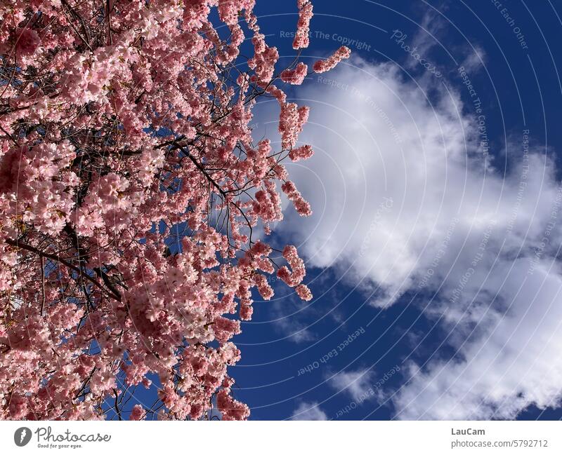 A view of the spring sky cherry blossom Spring Blue sky Clouds Blossoming Cherry blossom Pink Spring fever Beautiful weather sunshine Spring day