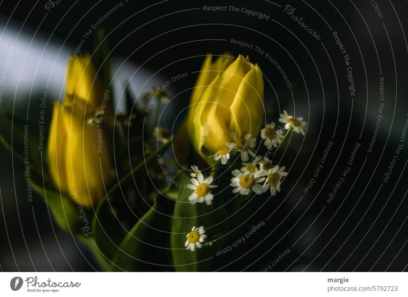 Yellow tulips Ostrich Bouquet Spring Blossom flowers Decoration blossom Interior shot Dark darkness Blossoming Gift Plant Mother's Day Colour photo blurred