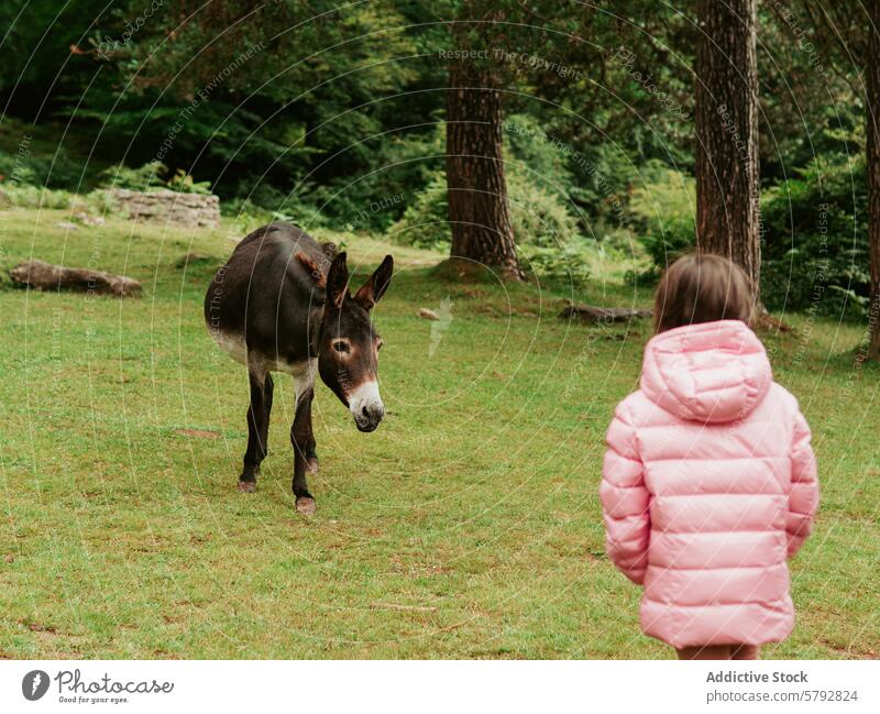 Young girl meets donkey during family day at park encounter nature animal child young pink coat curious greenery outdoor leisure day out meeting interaction
