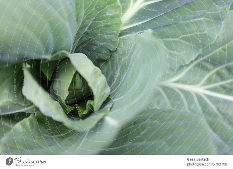 The picture shows the heart of a savoy cabbage taken in a raised bed. The heart of the cabbage is the sharp center, the outer leaves form a blurred frame.