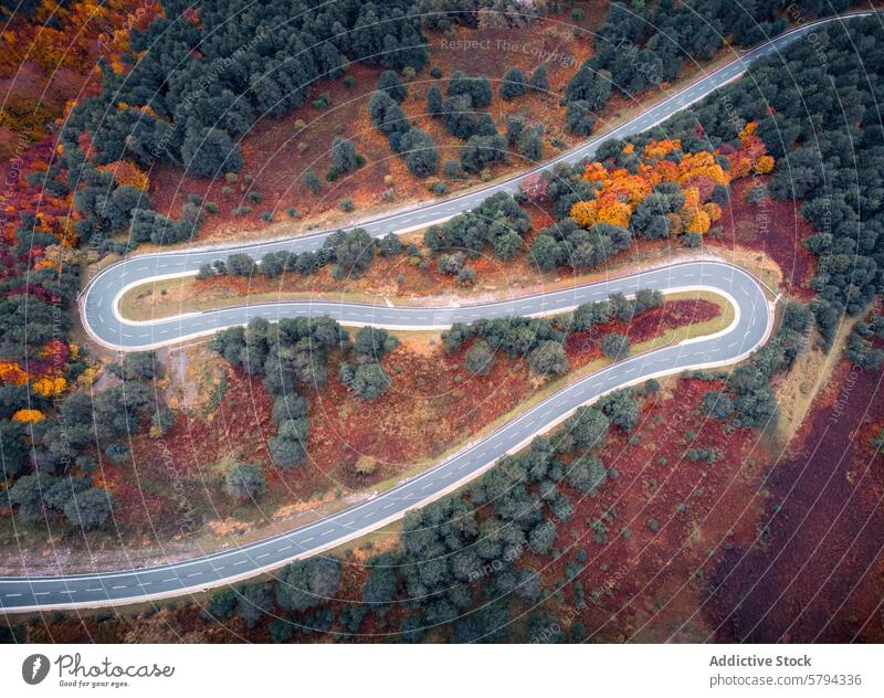 Winding road through autumn forest in Pyrenees aerial view curvy pyrenees navarra spain fall colors trees serpentine highway landscape nature scenic travel