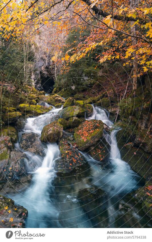 Autumn stream in Pyrenees with mossy rocks and leaves autumn leaf pyrenees navarra roncal valley puerto larra-belagua water forest nature serenity fall foliage