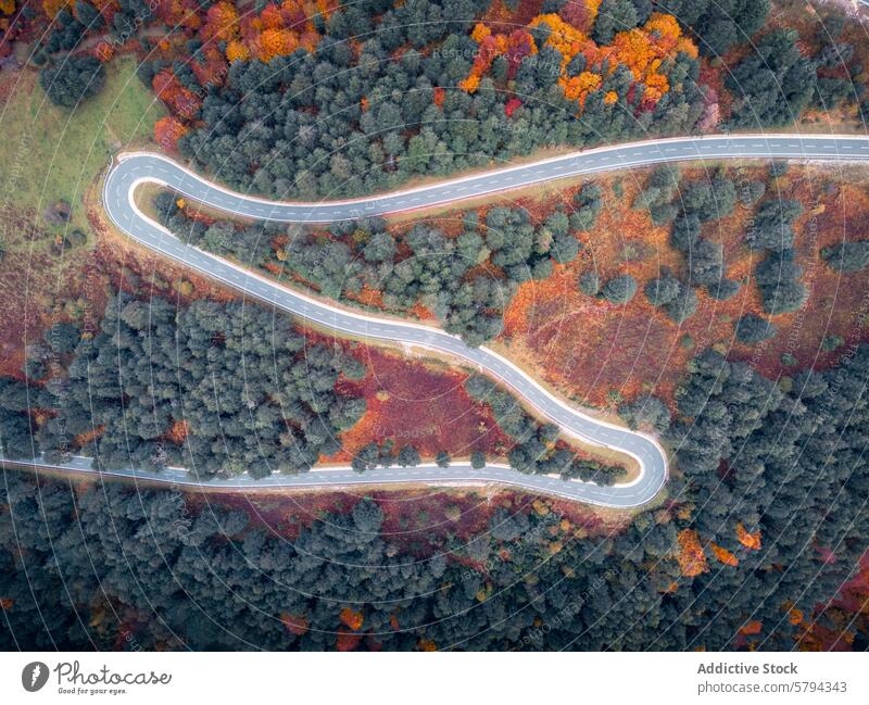 Winding road through autumn forest in Pyrenees aerial pyrenees navarra roncal valley puerto larra-belagua serpentine winding trees fall colors wilderness nature