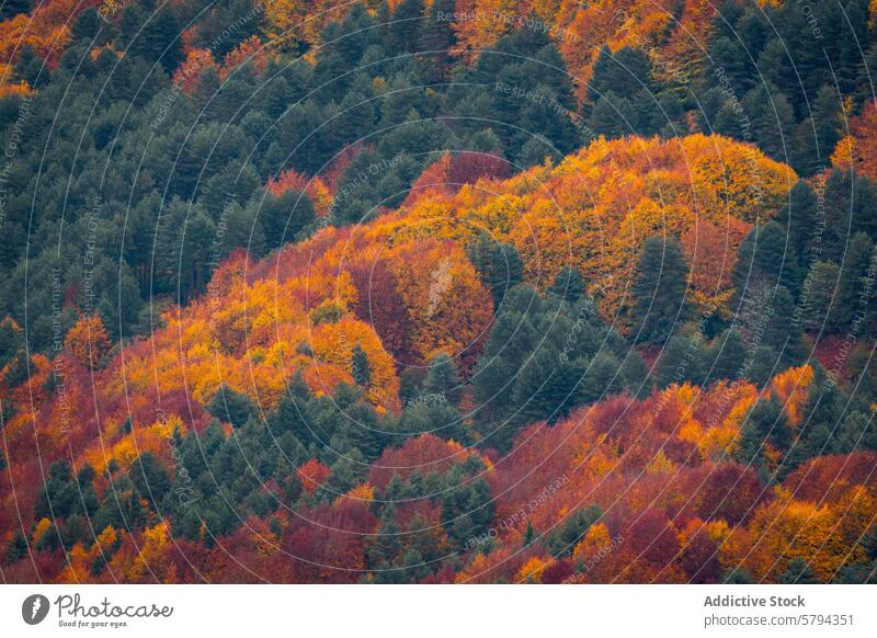 Autumn colors in Pyrenees' Roncal Valley pyrenees navarra roncal valley puerto larra-belagua autumn foliage mountain nature landscape travel seasonal vibrant