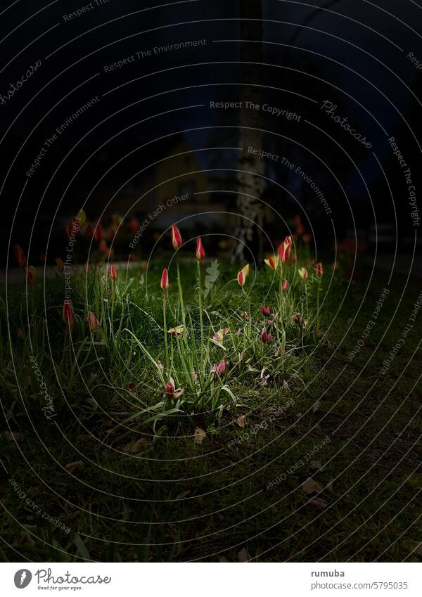 Flowers, tulips, light cone, text space flowers Tulip blossom Lawn Night Cone of light Spotlight Esthetic delicate blossoms depth of field low Nature Happy