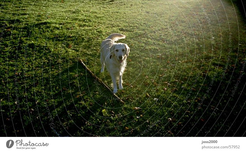 my dog "Peach" Dog Meadow Back-light golden redriver
