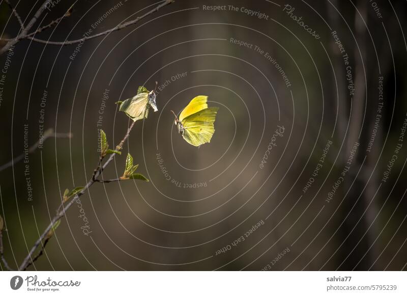 Lemon butterfly courtship in flight Brimestone Nature Butterfly Floating Yellow Grand piano Insect Animal 2 Colour photo Twig lepidoptera love play Ease