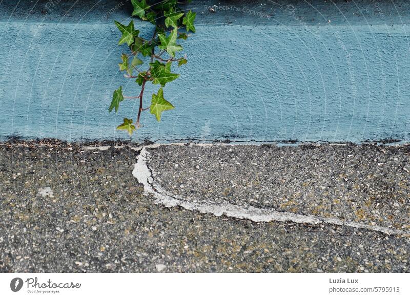 Ivy tendril on the sidewalk Facade Nature Overgrown Growth Creeper Exterior shot Subdued colour Wall (barrier) Plant Hold To hold on Green ivy vine Tendril