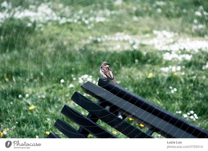 A sparrow has a bench to itself and looks to the right at a meadow full of daisies Sparrow Bird Brown Animal portrait Wild animal Exterior shot Park bench Bench