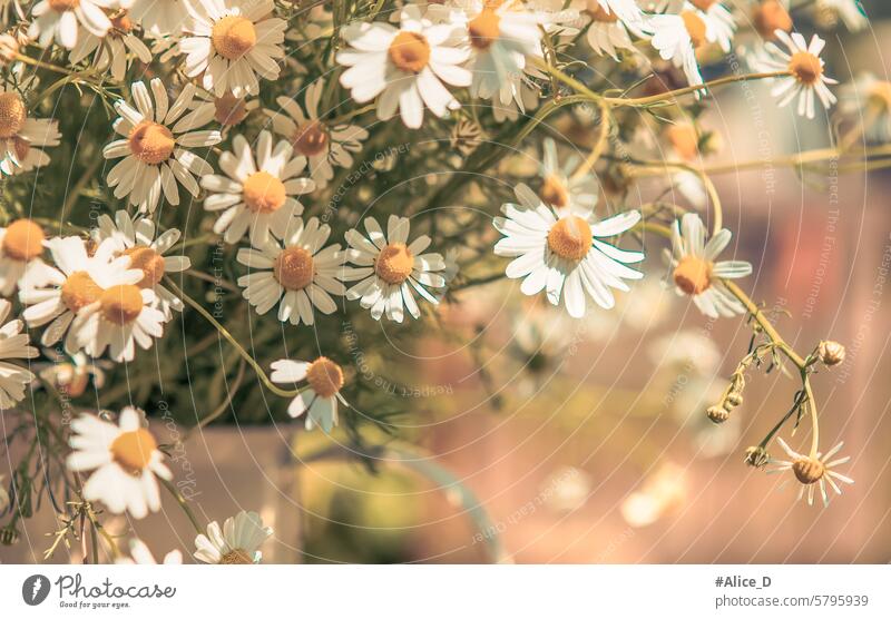 Nature medicine, wild healthy beneficial plants art background beautiful beauty bloom blooming blossom botany bouquet bright camomile chamomile closeup daisies