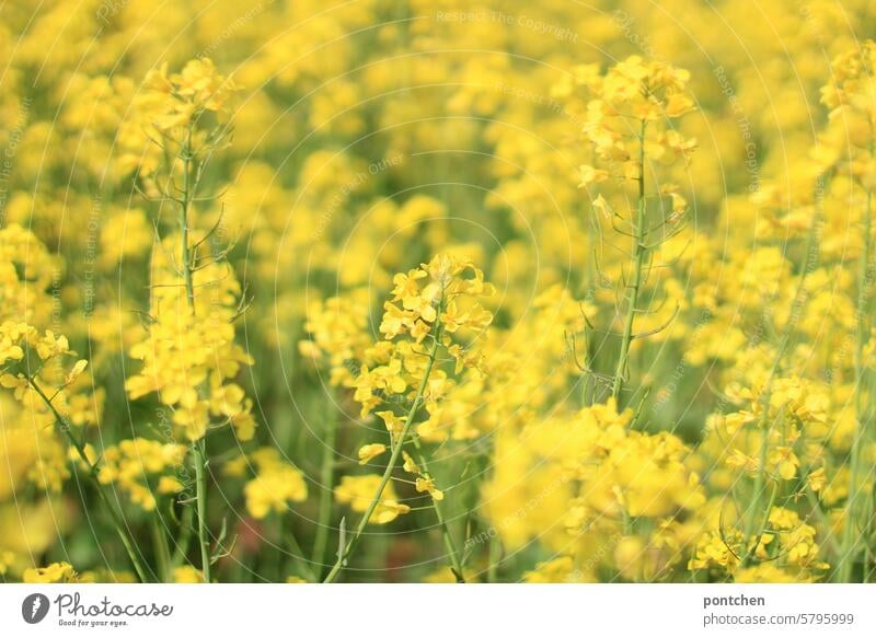 a rape field Canola Canola field Agriculture Organic farming Yellow extension plants Agricultural crop Oilseed rape flower Spring Nature Blossom
