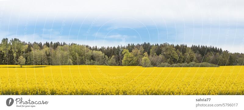 Rape blossom field panorama Canola Canola field Yellow Forest Sky Spring Nature Agriculture Agricultural crop Oilseed rape cultivation Blossoming