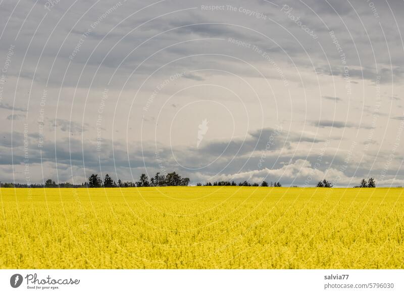 yellow shining rape field and cloudy sky Canola Yellow Field Spring Sky Blossoming Plant Nature Agriculture Canola field Landscape Agricultural crop