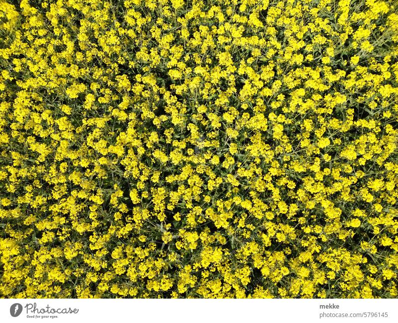 Sound painting | R(h)apsody Canola Blossom Yellow Canola field Spring Oilseed rape flower Agricultural crop Oilseed rape cultivation Blossoming Field