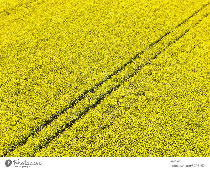 Rapeseed - diagonally crossed Canola Canola field Yellow Oilseed rape flower Oilseed rape cultivation Spring Agricultural crop Field Agriculture Plant Blossom