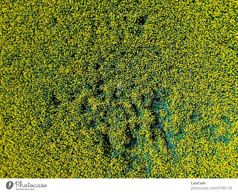 Traces in rape Canola Canola field Yellow Spring Agricultural crop Agriculture Tracks Oilseed rape flower Oilseed rape cultivation Field Bird's-eye view droning