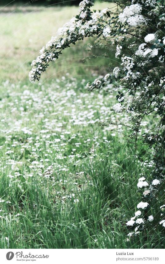 Hawthorn on daisies, spring in green and white Hawthorn Blossom Hawthorn branches Meadow meadow flowers Daisy daisy meadow Nature Green Spring White Grass