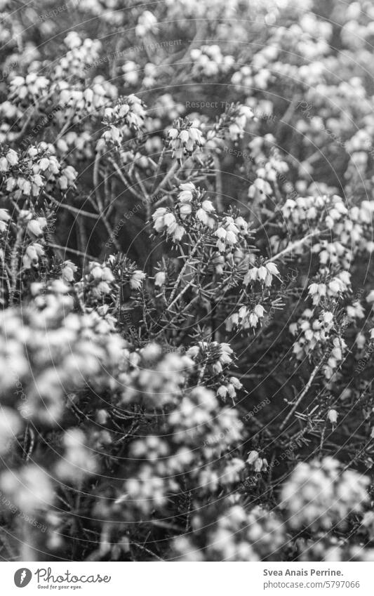 Heather in black and white Heathland heather Shallow depth of field Black & white photo Plant Flower Nature naturally contemplatively brooding Transience Spring