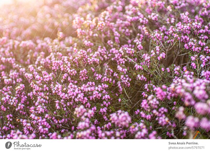 Heather in the sun heather Heathland Sunlight Sunbeam Summer late summerly Spring Pink purple daylight unpeopled blossom Nature heather blossom naturally