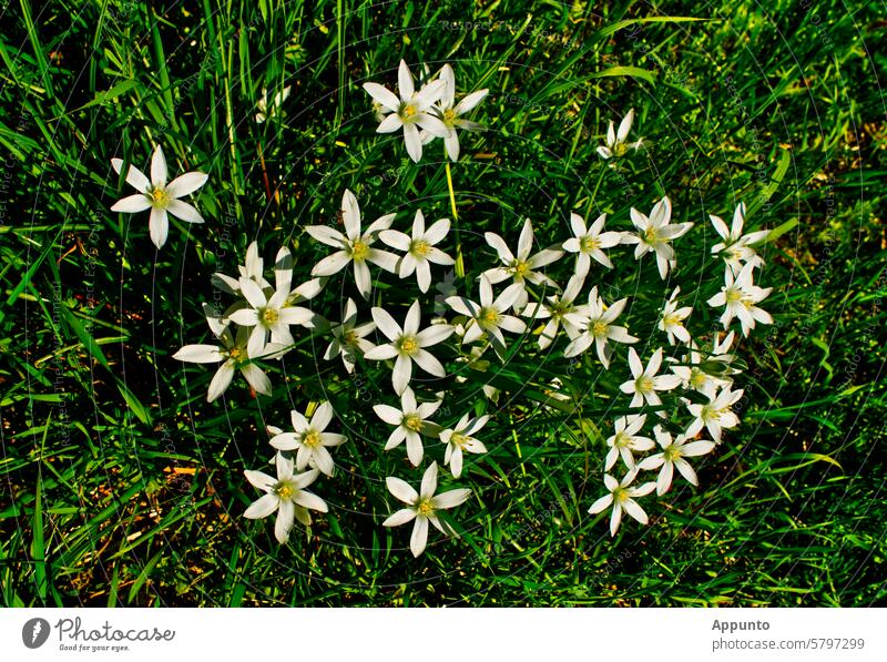 "Milk star picture" - view of a collection of white flowering milk stars (Ornithogalum umbellatum) in the green grass in sunshine. Milk stars Collection White
