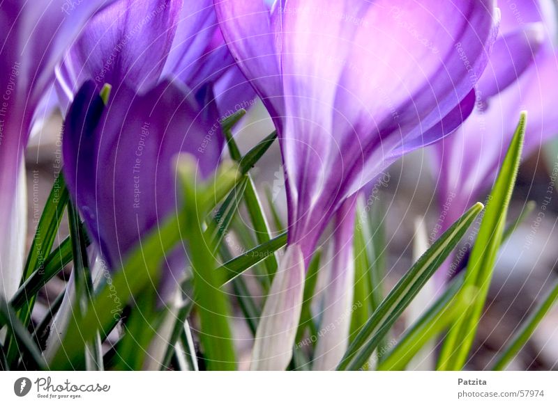 Spring at the edge of the forest 2 Crocus Flower Color gradient Background picture Violet