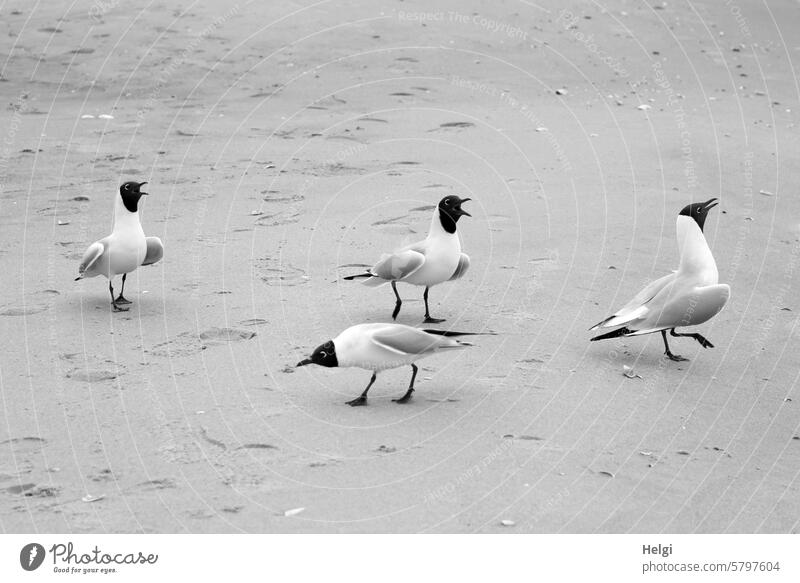 Seagull dance Bird Beach Sand Spring Movement coast Animal Baltic beach Nature Exterior shot Wild animal Deserted Animal portrait four Environment 4