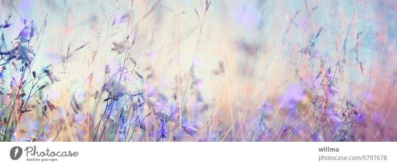 summer Bellflowers Flower meadow Summer Delicate purple Violet grasses header Header image Summery Poster mural