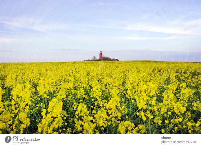 Bastorf lighthouse surrounded by flowering rapeseed Buk lighthouse Canola Oilseed rape flower Spring spring Lighthouse Mecklenburg-Western Pomerania North