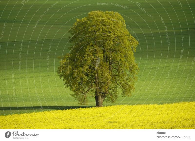 old lime tree between two fields with yellow rape and green grain Lime tree Linden tree Canola Spring Field spring Seasons Grain cereal cultivation Agriculture